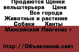 Продаются Щенки вельштерьера  › Цена ­ 27 000 - Все города Животные и растения » Собаки   . Ханты-Мансийский,Лангепас г.